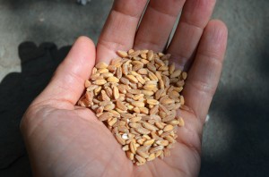 Farro held in the palm of someone's left hand.