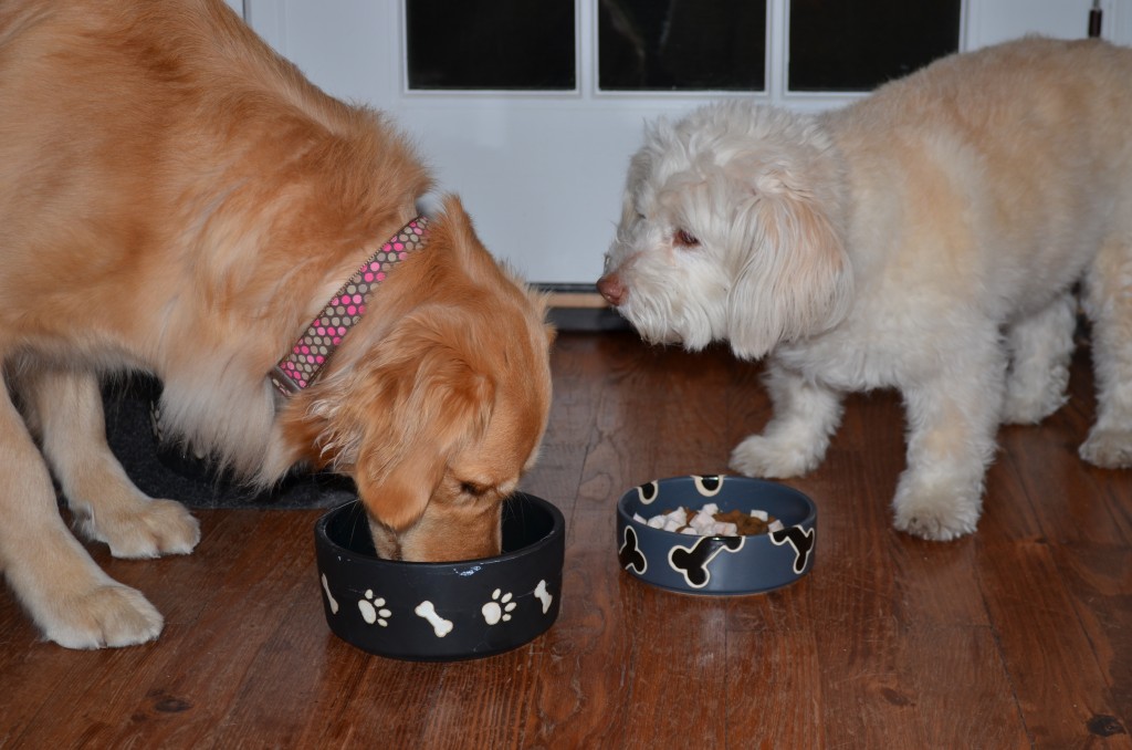 a golden retrieve and a terrier mutt eating turkey and dog chow out of two dog bowls